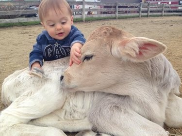19 Adorable Farm Animals That Will Make You Crave Life on the Farm