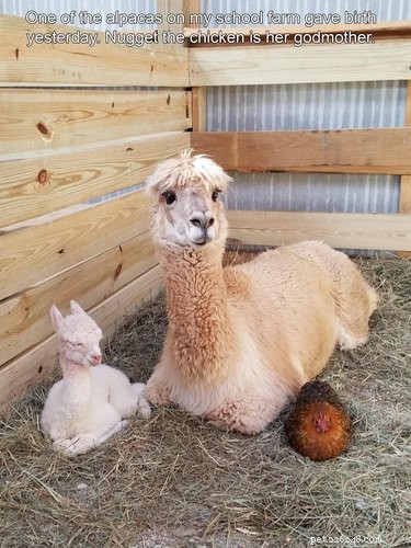 19 Adorable Farm Animals That Will Make You Crave Life on the Farm