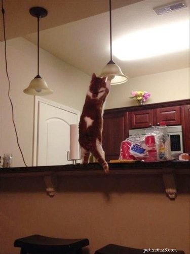 17 Adorable Animal Moments That Bring Joy Online