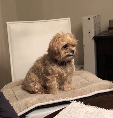 17 Adorable Animal Moments That Bring Joy Online
