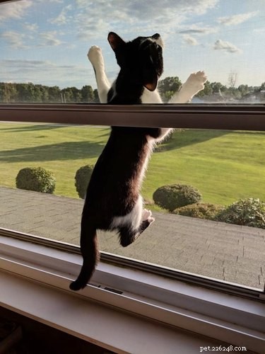 17 Adorable Animal Moments That Bring Joy Online