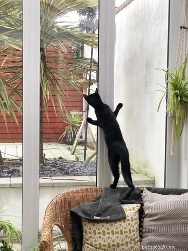 17 Adorable Animal Moments That Bring Joy Online