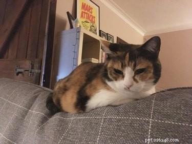 17 Adorable Animal Moments That Bring Joy Online
