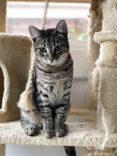 17 Adorable Animal Moments That Bring Joy Online