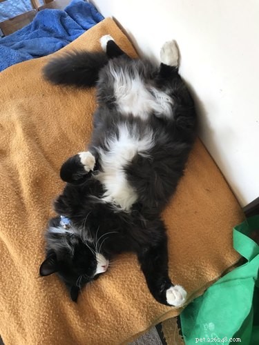 17 Adorable Animal Moments That Bring Joy Online