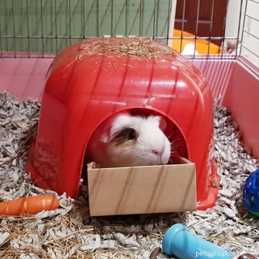 17 Adorable Animal Moments That Bring Joy Online