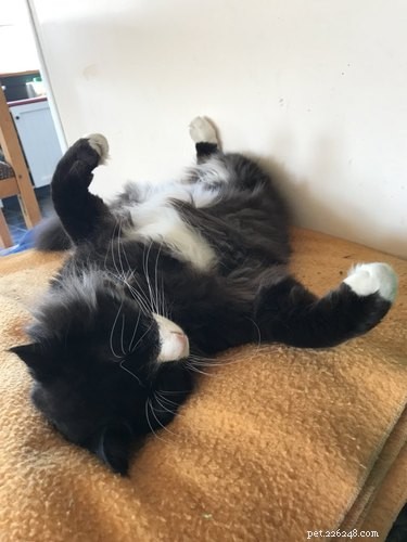 17 Adorable Animal Moments That Bring Joy Online