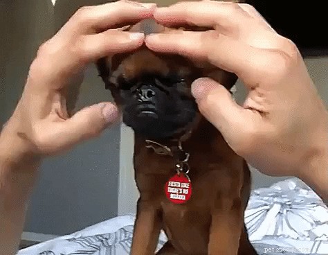 18 Pets That Crave Your Affection—Expert Tips for a Happy Relationship
