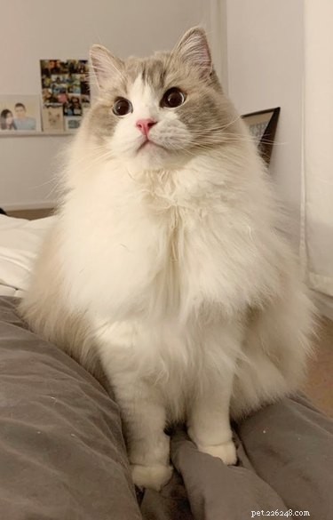 20 Adorable Fluffy Animals That Will Melt Your Heart