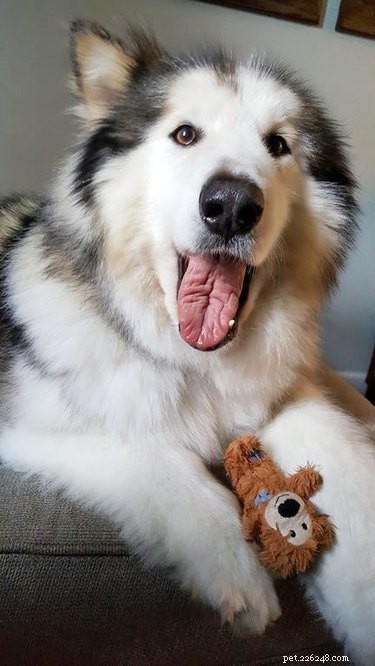 20 Adorable Fluffy Animals That Will Melt Your Heart