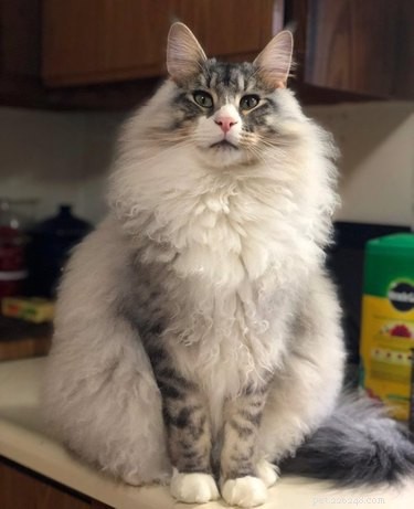 20 Adorable Fluffy Animals That Will Melt Your Heart