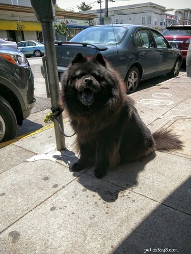 20 Adorable Fluffy Animals That Will Melt Your Heart