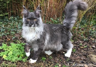 20 Adorable Fluffy Animals That Will Melt Your Heart