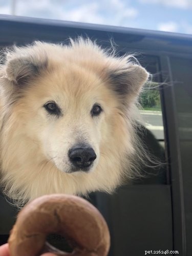20 Adorable Fluffy Animals That Will Melt Your Heart