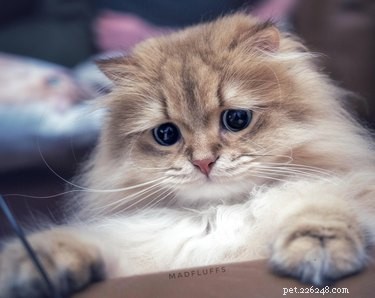 20 Adorable Fluffy Animals That Will Melt Your Heart