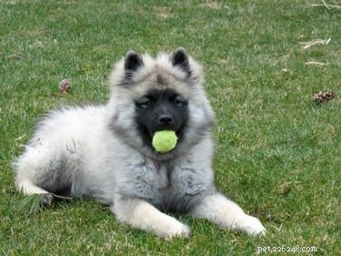 20 Adorable Fluffy Animals That Will Melt Your Heart