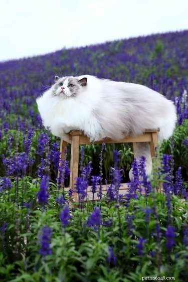 20 Adorable Fluffy Animals That Will Melt Your Heart