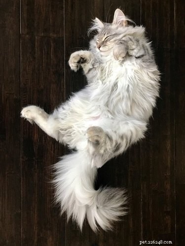 20 Adorable Fluffy Animals That Will Melt Your Heart