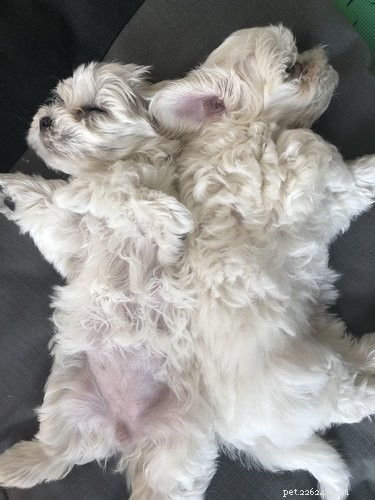 20 Adorable Fluffy Animals That Will Melt Your Heart