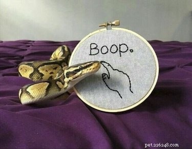 22 Adorable Snakes That Will Melt Your Heart