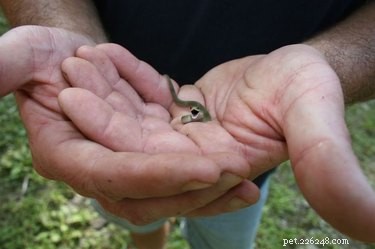 22 Adorable Snakes That Will Melt Your Heart