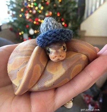 22 Adorable Snakes That Will Melt Your Heart