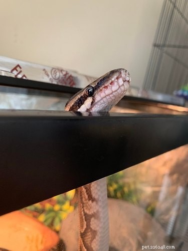 22 Adorable Snakes That Will Melt Your Heart