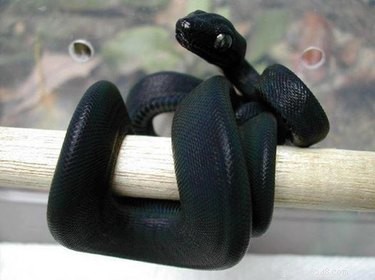22 Adorable Snakes That Will Melt Your Heart