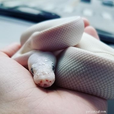 22 Adorable Snakes That Will Melt Your Heart