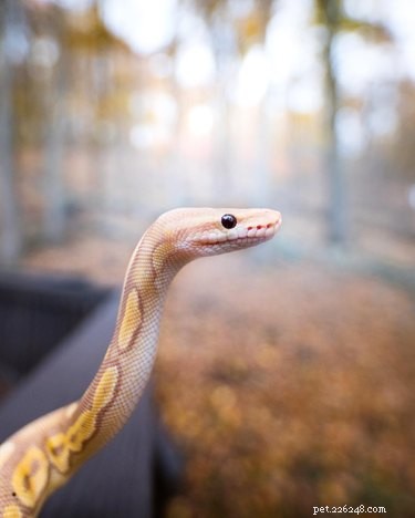 22 Adorable Snakes That Will Melt Your Heart