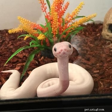 22 Adorable Snakes That Will Melt Your Heart