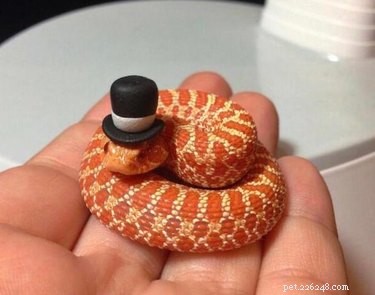 22 Adorable Snakes That Will Melt Your Heart