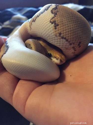 22 Adorable Snakes That Will Melt Your Heart