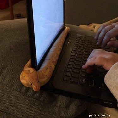 22 Adorable Snakes That Will Melt Your Heart