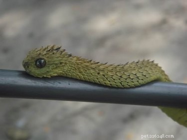 22 Adorable Snakes That Will Melt Your Heart