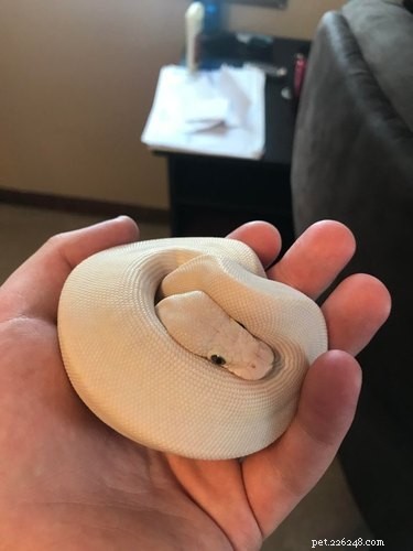 22 Adorable Snakes That Will Melt Your Heart