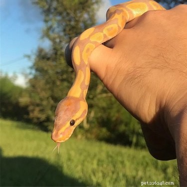 22 Adorable Snakes That Will Melt Your Heart