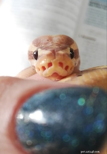 22 Adorable Snakes That Will Melt Your Heart