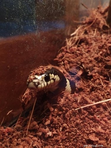 22 Adorable Snakes That Will Melt Your Heart
