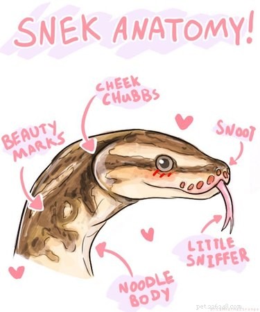 22 Adorable Snakes That Will Melt Your Heart