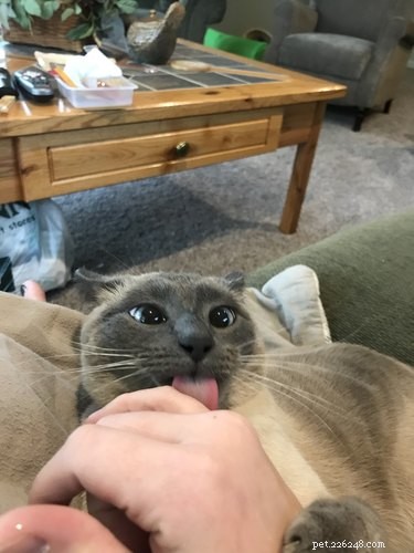 18 Adorable Animals Guaranteed to Brighten Your Day