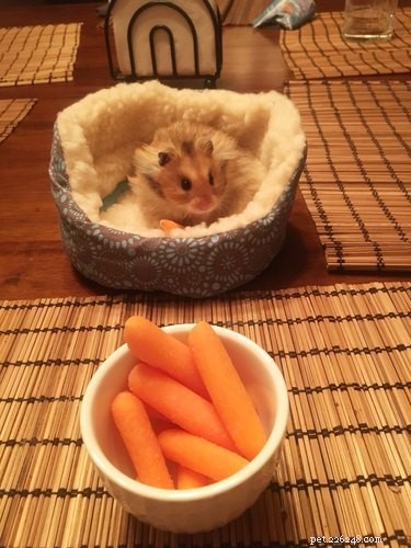 18 Adorable Animals Guaranteed to Brighten Your Day