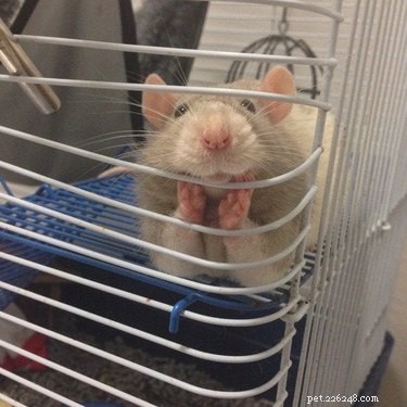 18 Adorable Animals Guaranteed to Brighten Your Day