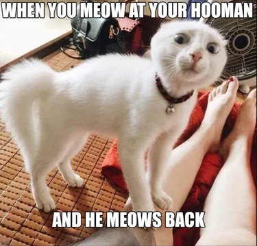 18 Adorable Animals Guaranteed to Brighten Your Day