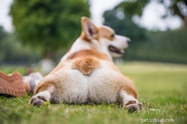 15 Essential Corgi Facts Every Owner Should Know