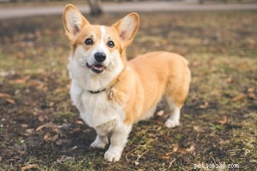 15 Essential Corgi Facts Every Owner Should Know