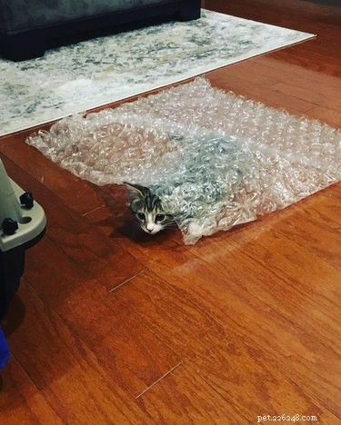 17 Must-See Pets That Will Melt Your Heart