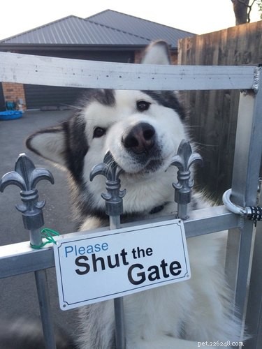 17 Must-See Pets That Will Melt Your Heart