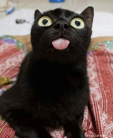 17 Must-See Pets That Will Melt Your Heart
