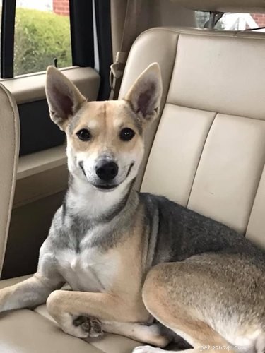 17 Must-See Pets That Will Melt Your Heart